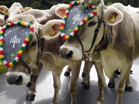 Two cows are standing on a road wearing colorful, decorated collars. In the background, more cows can be seen.