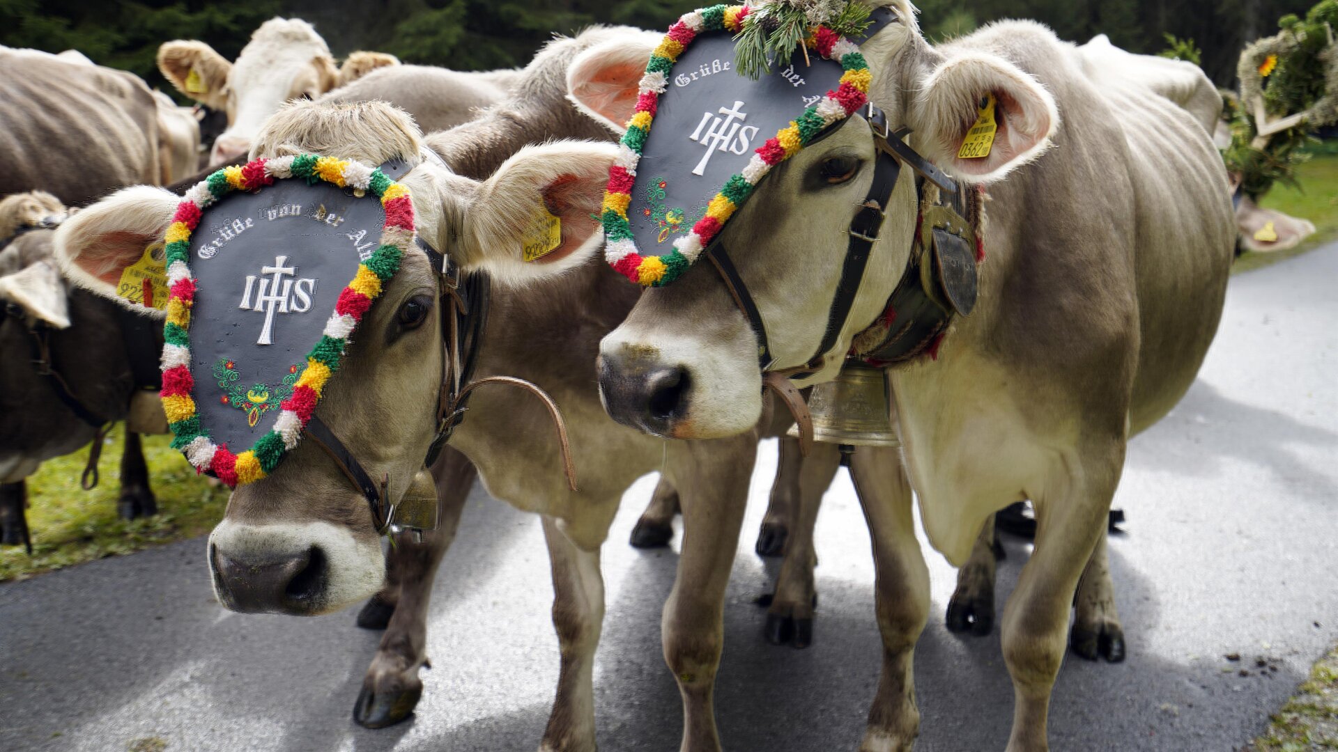 Two cows are standing on a road wearing colorful, decorated collars. In the background, more cows can be seen.