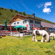 Eine idyllische Almhütte umgeben von grünen Wiesen. Pferde grasen friedlich neben der Hütte unter einem klaren blauen Himmel.