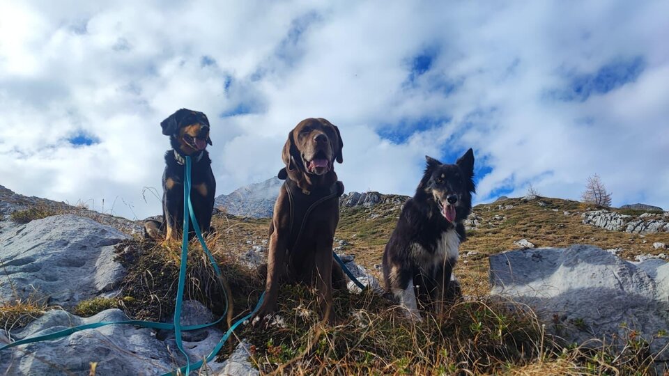 Drei Hunde sitzen auf einem Berg mit Blick auf den Himmel. Die Sonne scheint und die Landschaft ist grün und felsig.