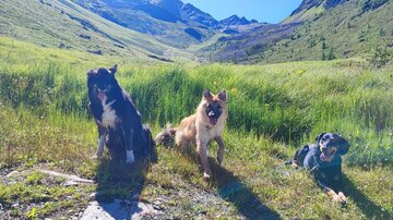 Drei Hunde sitzen auf einer Wiese in den Bergen. Im Hintergrund sind grüne Hügel und hohe Berge zu sehen.