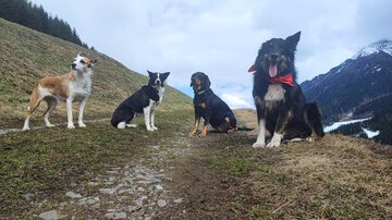 Fünf Hunde stehen auf einem Weg in einer hügeligen Landschaft. Im Hintergrund sind Berge und ein klarer Himmel zu sehen.