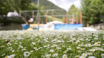 Eine Wiese mit vielen Gänseblümchen blüht vor einem Spielplatz. Im Hintergrund sind Menschen und Bäume sichtbar.