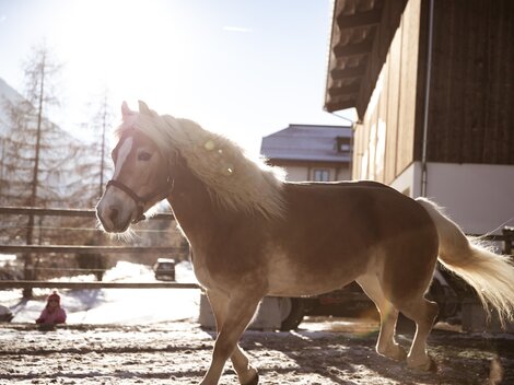 A pretty horse happily runs across the snow. In the background, a stable and snow-covered mountains can be seen.