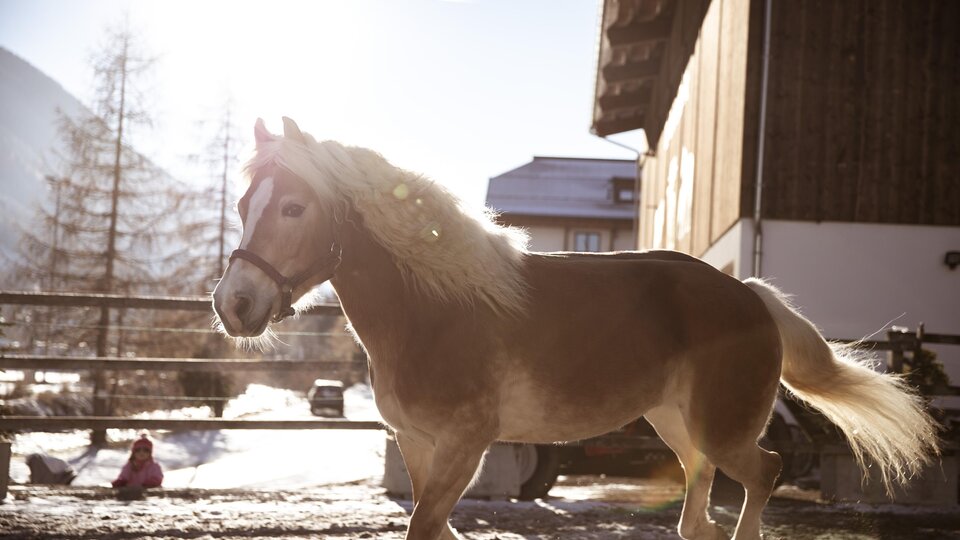 A pretty horse happily runs across the snow. In the background, a stable and snow-covered mountains can be seen.