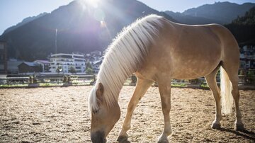 A beautiful, bright horse is grazing in a riding stable. In the background, mountains and buildings are visible, while the sun is shining.