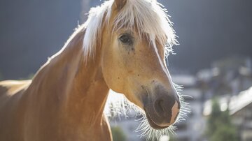 A beautiful horse with a light mane stands in the foreground. The background shows a blurred landscape.