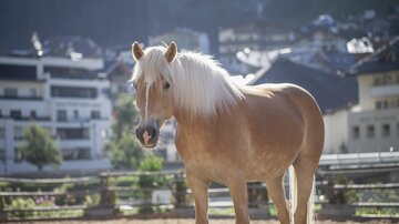 A beautiful horse with a light coat stands at a riding stable. In the background, buildings and trees can be seen.