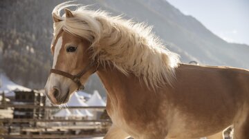 A noble horse with a light mane stands in front of a mountain landscape. The sun is shining and the surroundings are snowy.