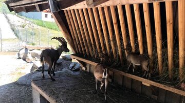 A group of goats is standing under a wooden shelter. In the background, green meadows and a fenced area can be seen.