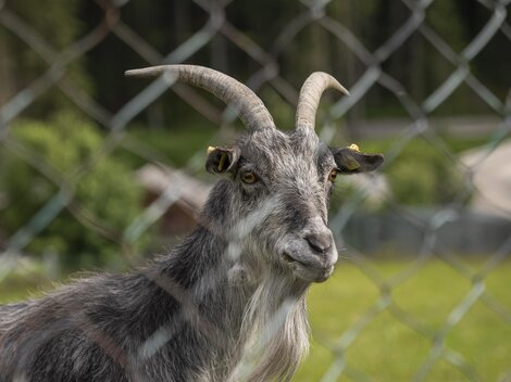A goat stands behind a fence and looks at the camera. It has gray fur and distinctive horns.