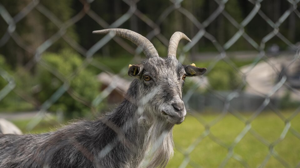 A goat stands behind a fence and looks at the camera. It has gray fur and distinctive horns.